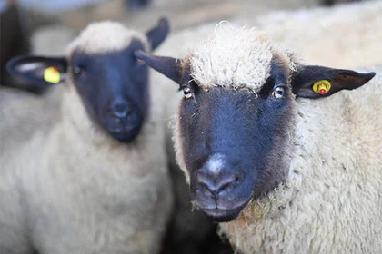 Scientists crossed a man and a sheep