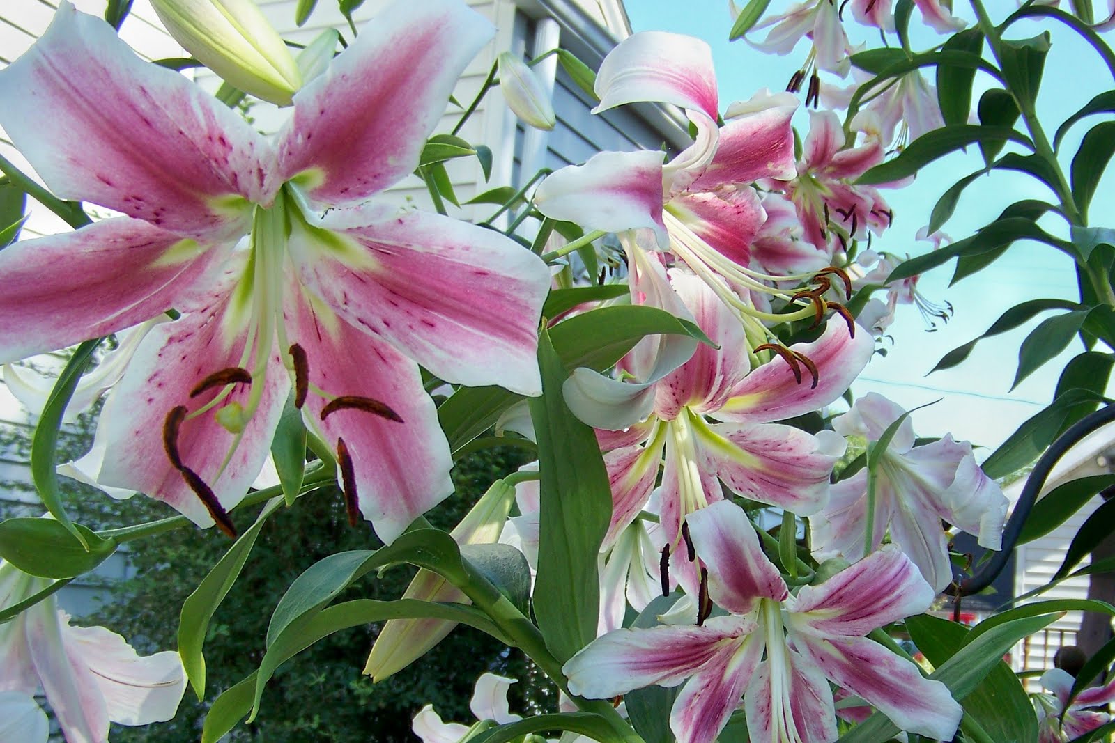 Perennials For Shade