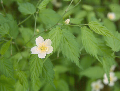 Kerria japonica 'Albiflora'