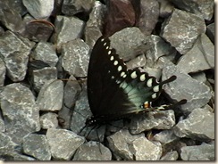 IMGA0580