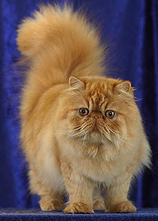 raza de gato persa