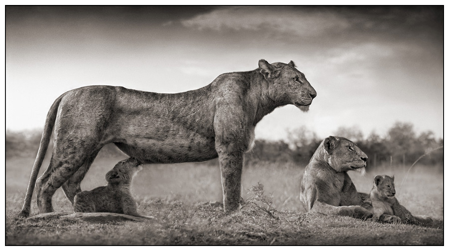 Lioness And Cub. Lioness with Cub Feeding