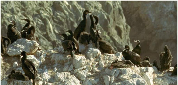 Point Lobos - Sea Birds Photos...