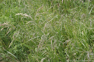 Cebadilla criolla (Bromus catharticus)