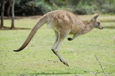 Kangaroo HD Wallpapers