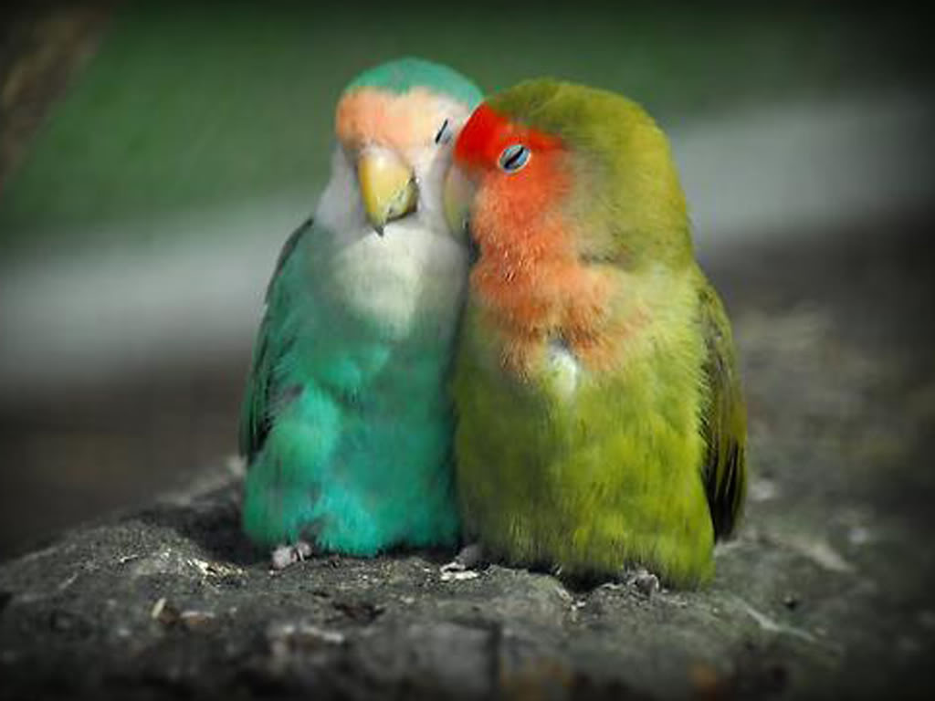 PicturesPool: Love Birds Wallpapers  Beautiful Birds Pictures