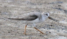 Terek Sandpiper (Xenus cinereus)