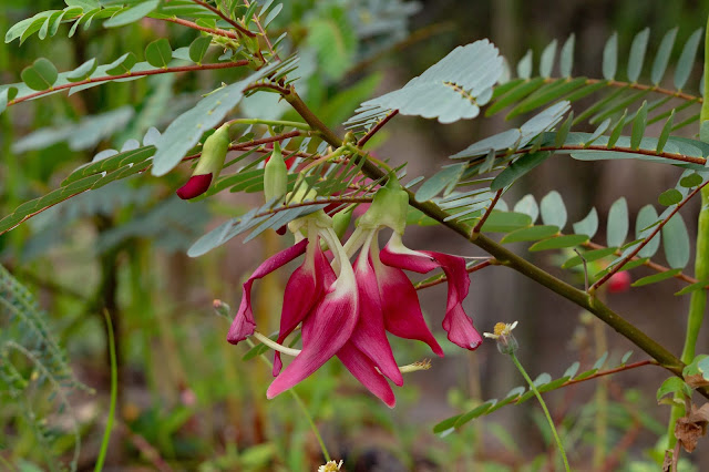 Robinia grandiflora