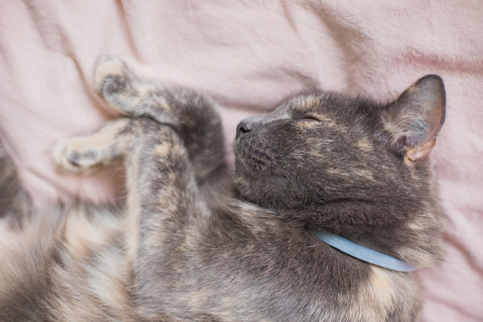 close up of sleeping cat