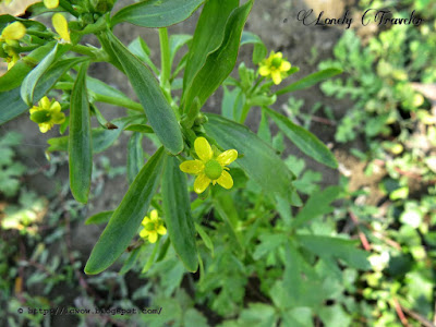 Cursed buttercup - Ranunculus sceleratus