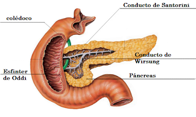 partes del duodeno