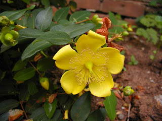 Flores que crecen rápido en nuestro jardín