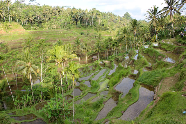 bali rice paddies