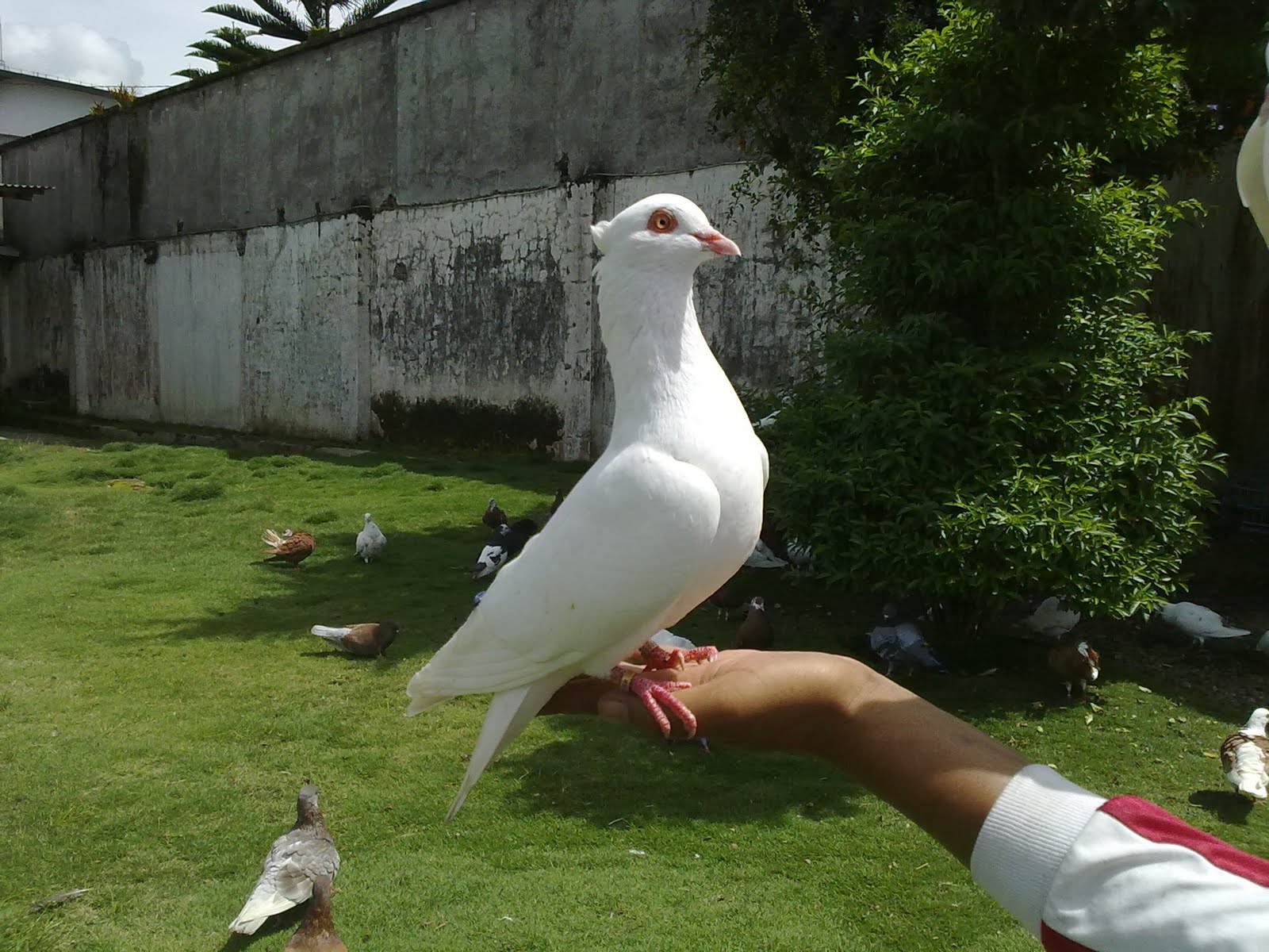 Wallpaper Burung Dara Merpati Persia