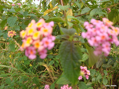 Kongini Poovu/Flower