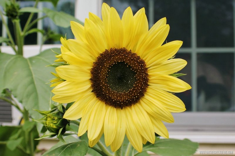 Sunflowers | On The Creek Blog // www.onthecreekblog.com