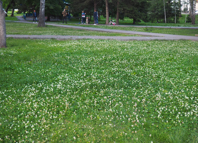 Новосибирск, Нарымский сквер – клевер