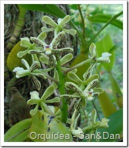 240 orquidea