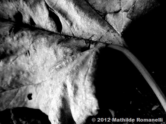 Nature Morte