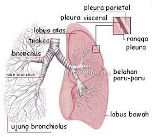 paru-paru alat pernapasan