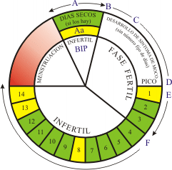 calcular dias de ovulacion gratis