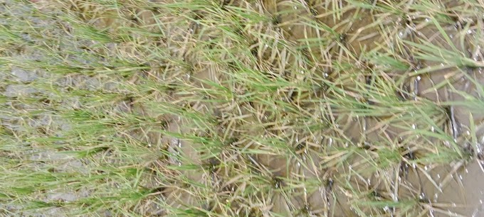 বোদায় ১৫ বিঘা আমন চারাই বিনষ্ট 