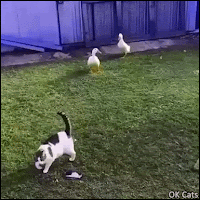 Funny cat GIF • Adventures of a cat and 2 stubborn ducks. They're so funny [ok-cats.com]