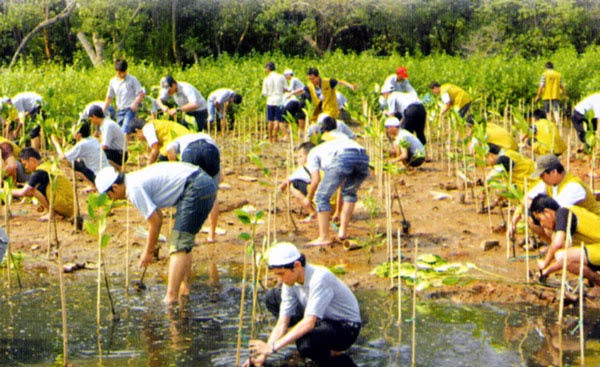 Rafika P Nilamsari Penanaman Kembali Kawasan Mangrove di 