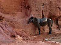 petra cosa fare e vedere