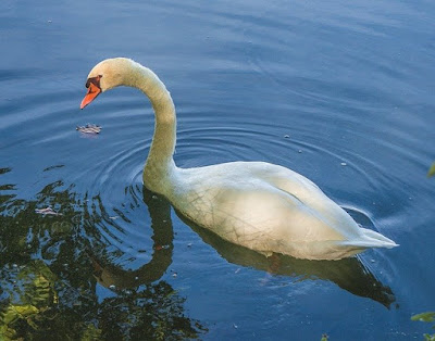 Golden Goose (India)