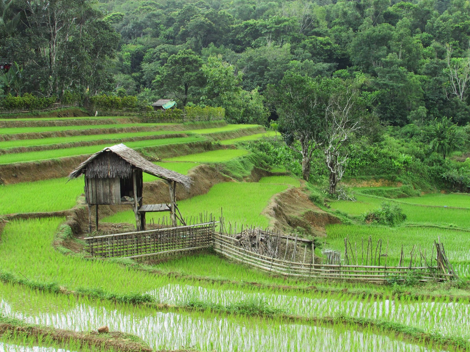 Foto Pemandangan Sawah Yang Indah