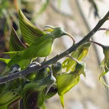 Planta con forma de pajaro