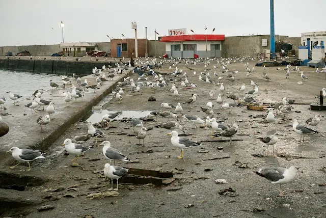 Essaouira