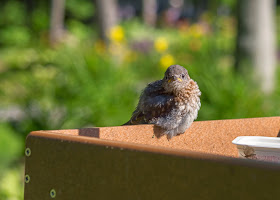 rescued male eastern bluebird fledgling on feeder