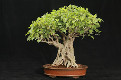 Gambar Bonsai Pohon Bodhi