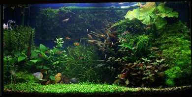 660 Contoh Landscape Aquarium HD