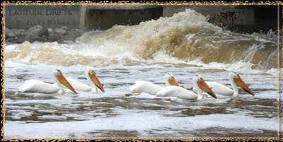 Five pelicans swim towards the weir under the Albert Street Bridge, Regina, SK