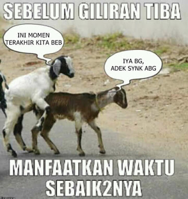 Kumpulan Meme dan Gambar Kocak Hewan Qurban yang Mengundang Tawa Terbaru  Kumpulan Meme dan Gambar Kocak Hewan Qurban yang Mengundang Tawa Terbaru 2018 