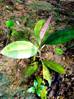 MPV LANDSKAP DAN NURSERI: TAMAN RAMUAN/TAMAN HERBA MARDI 