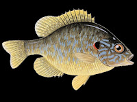 Pumpkinseed Fish Pictures
