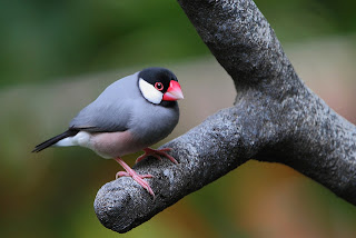 Java Sparrow Bird Pictures