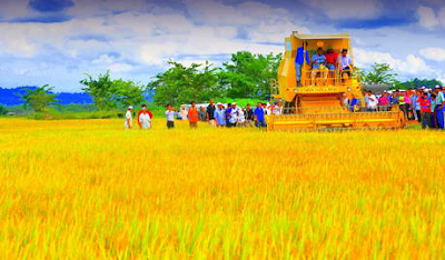 Hasil carian imej untuk sawah padi di setiu