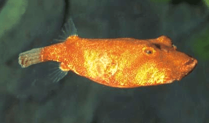Ikan Buntal Congo Puffer