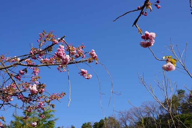 鳥取県西伯郡伯耆町小林 マウンテンストリームきしもと