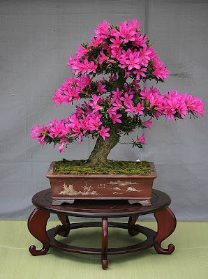 bonsai trees