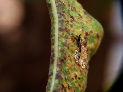 Thrips (Gynaikothrips uzeli), Weeping Fig (Ficus benjamina) Pest, Hama Beringin