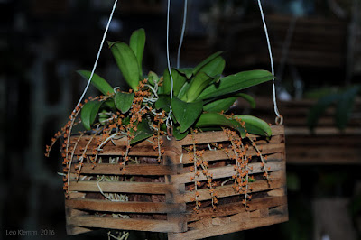 Microterangis hariotiana orchid plant care and culture