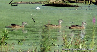 Great Blue Heron, Canada Geese, Wood Duck and Ducklings