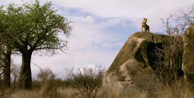 Lioness on rock