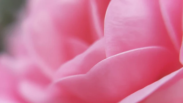 Plano de Fundo para PC Pétalas de Flor Rosa